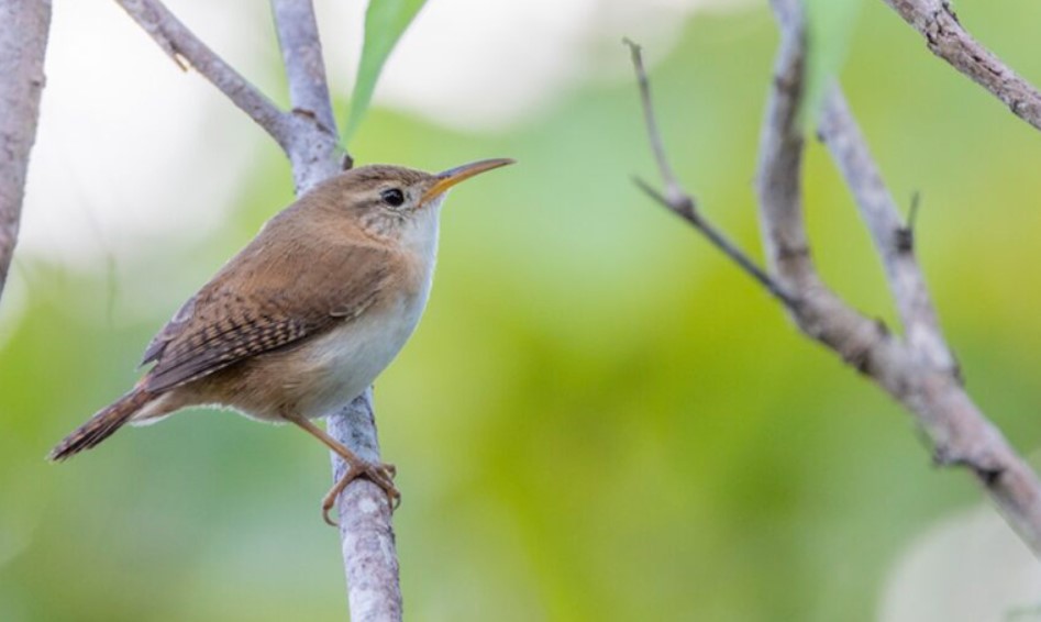 Saint Lucia Wren