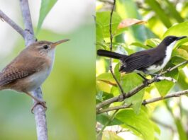 Birds - Wren and Thrasher