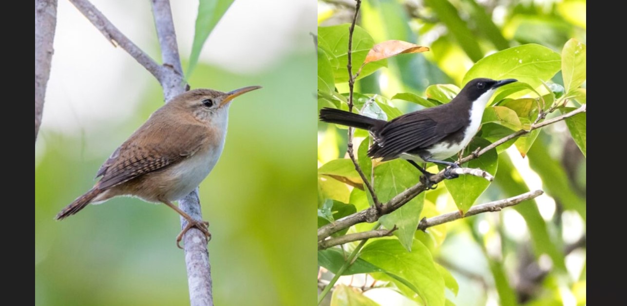 Birds - Wren and Thrasher