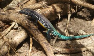 Whiptail Lizard