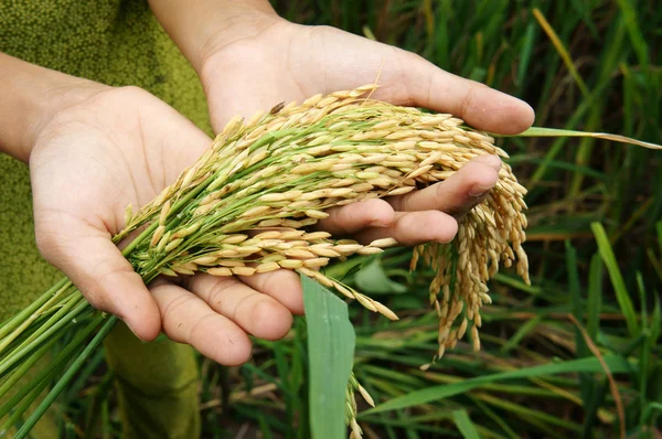 EDITORIAL: The slow pace towards regional food security