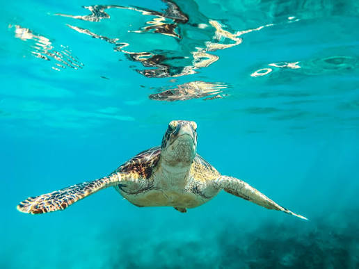 Sea turtle harvest ban begins January 1; Fines Up to $5 000