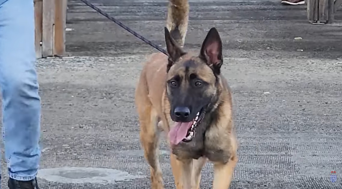 K-9 Roni joins Royal Saint Lucia Police Force