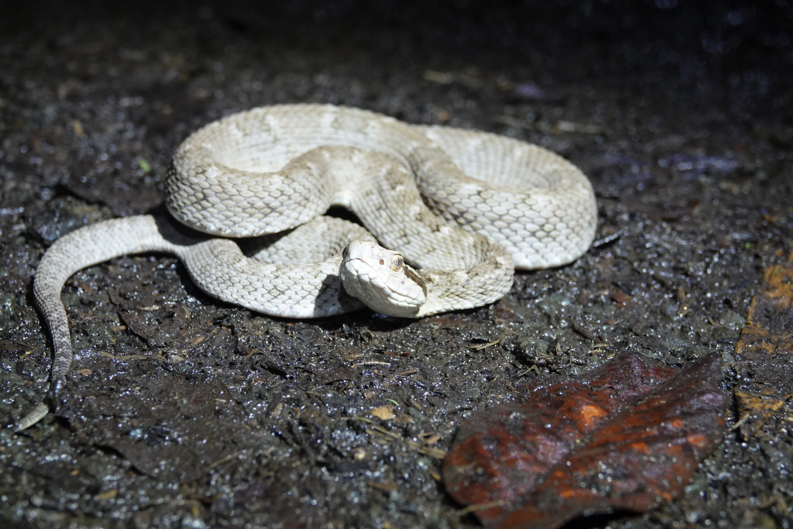 Fatal fer-de-lance attack leaves Thomazo on edge