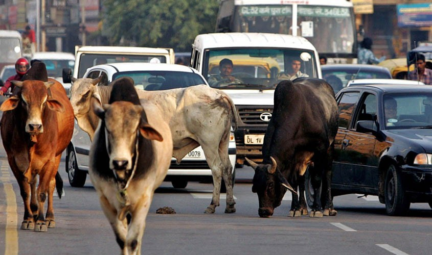 Government warns livestock owners over stray animals