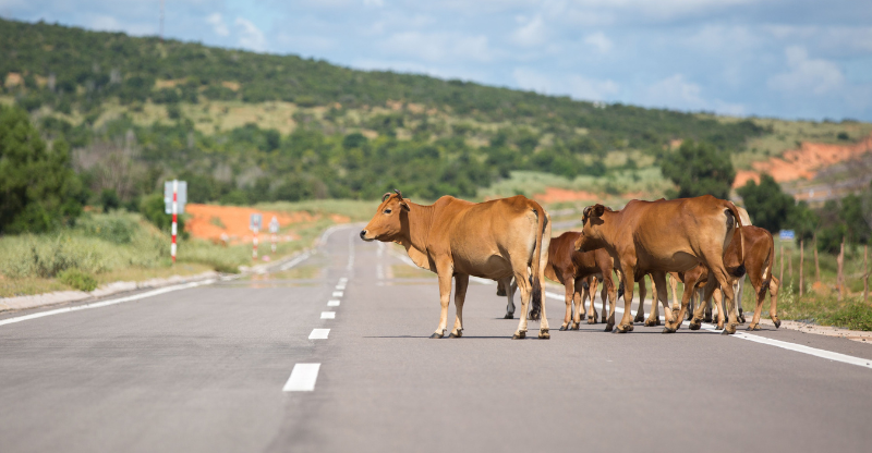 Government warns livestock owners over stray animals