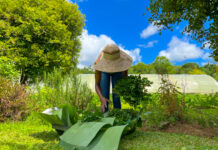 PARADISE INTERRUPTED | The story behind the statistic: Before we blame the farmer