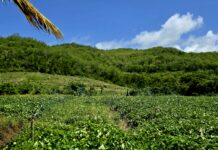 Farmers explore new approaches as heat and other pressures challenge agriculture