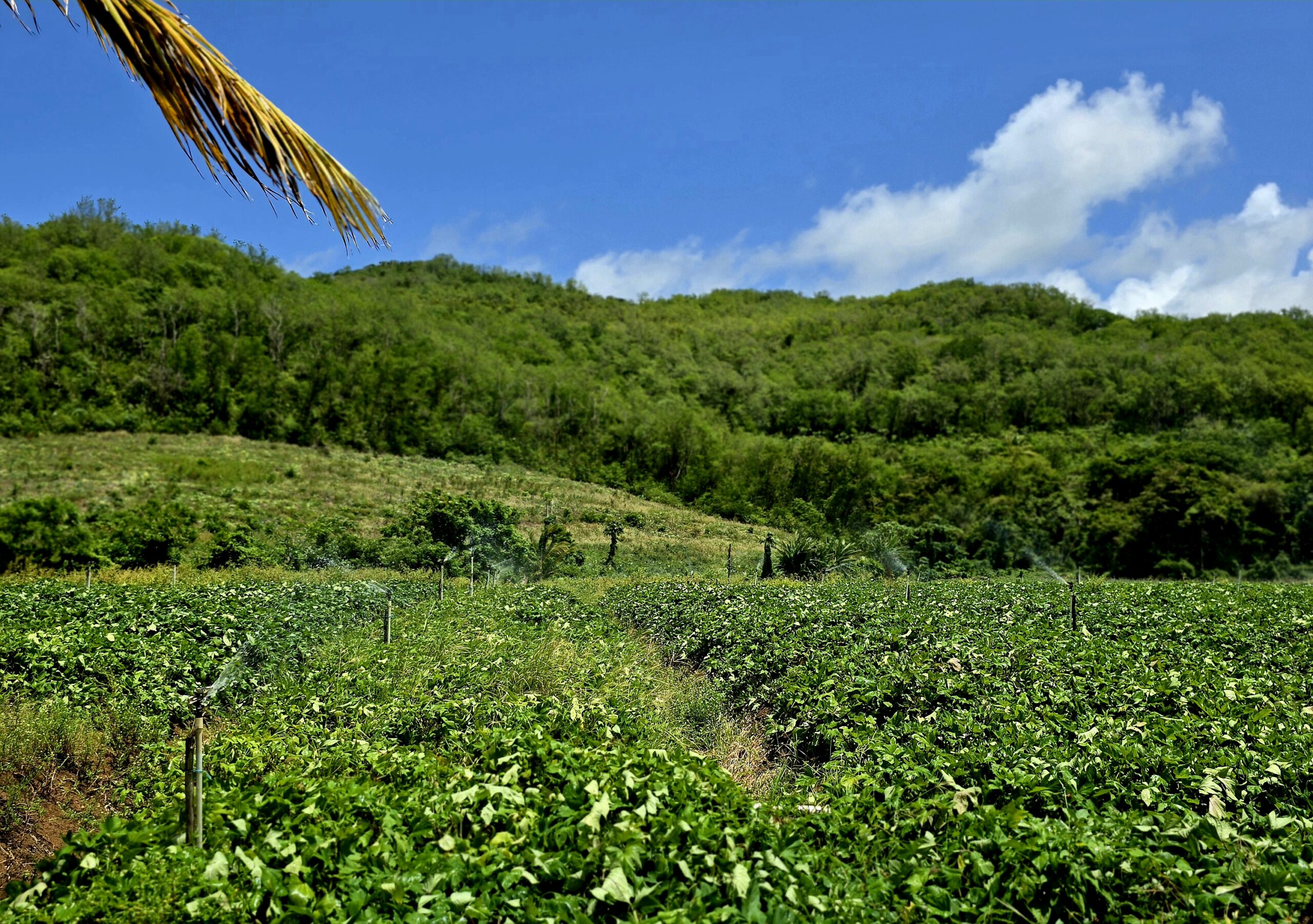 Farmers explore new approaches as heat and other pressures challenge agriculture