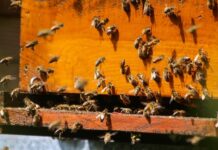 OPINION | Who speaks the truth: FAO statistics, farmers…or the bees?