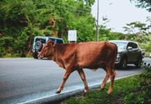 Livestock owners given final warning over stray animals